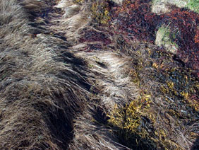alexandra reill: algae and grasses. V, 20091007_grasses_III_5. 2009